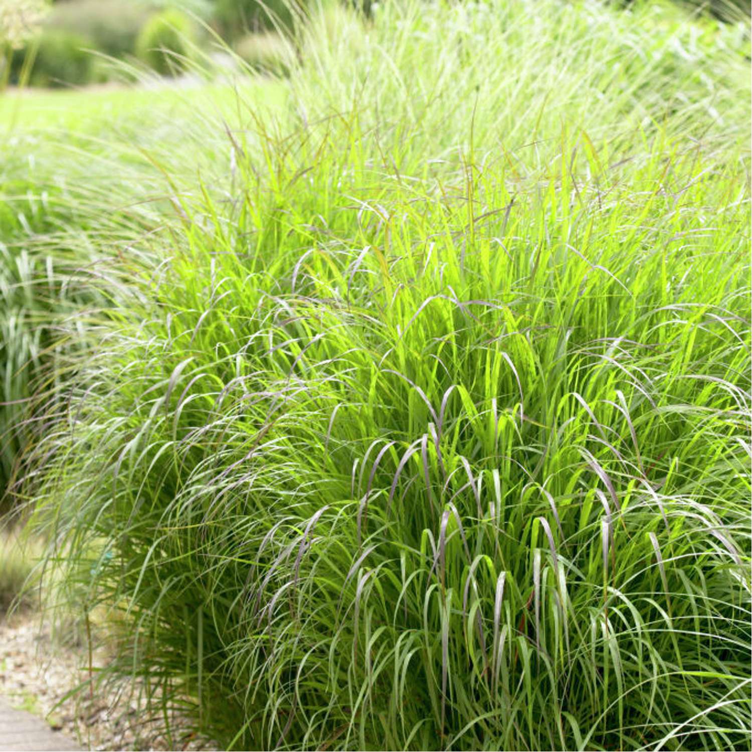 Lännenhirssi 'Shenandoah' (Panicum virgatum)
